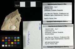 Foto (Objekt + Etiketten) von Cycloprosopon sp. 